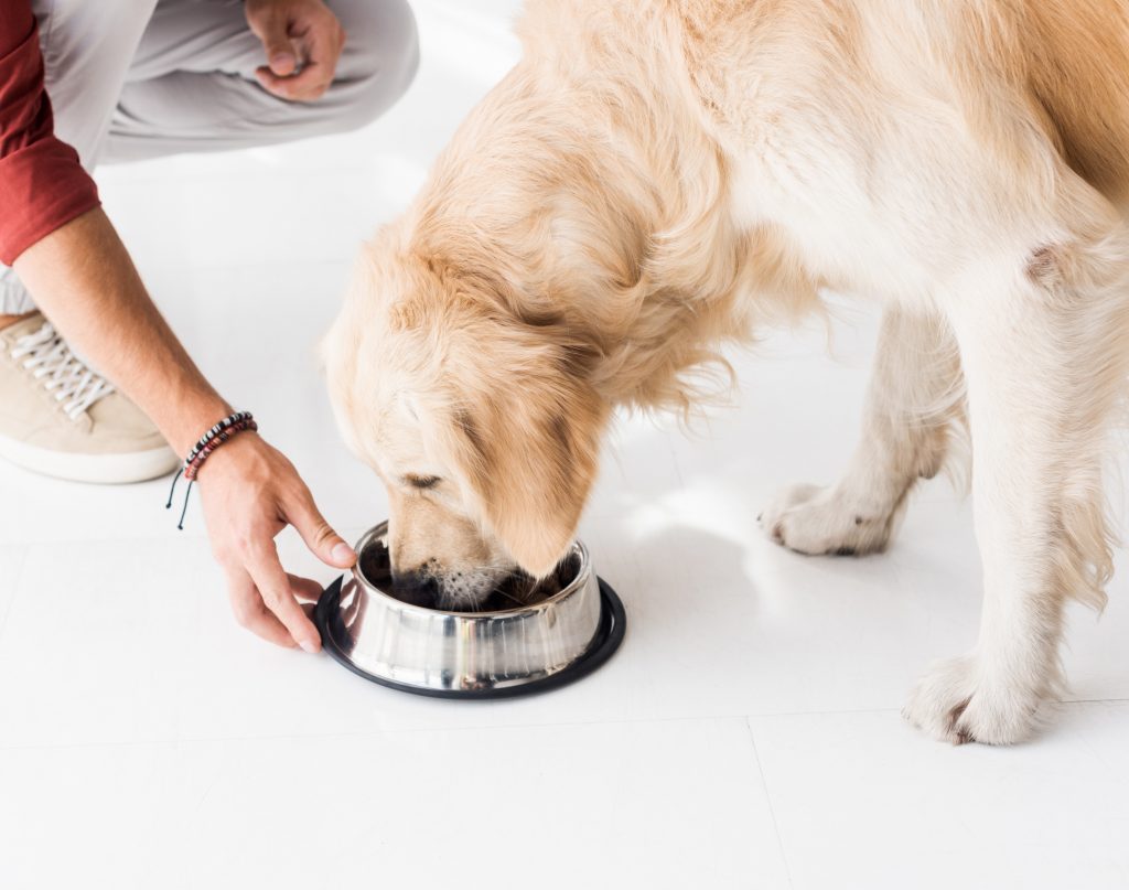 cropped view of man feeding golden retriever from dog bowl