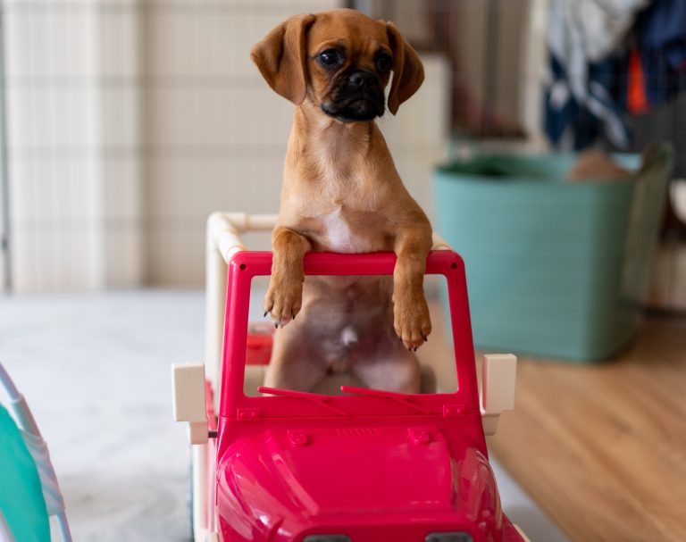 pug-dog-driving
